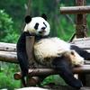 foto do perfil pandagostoso